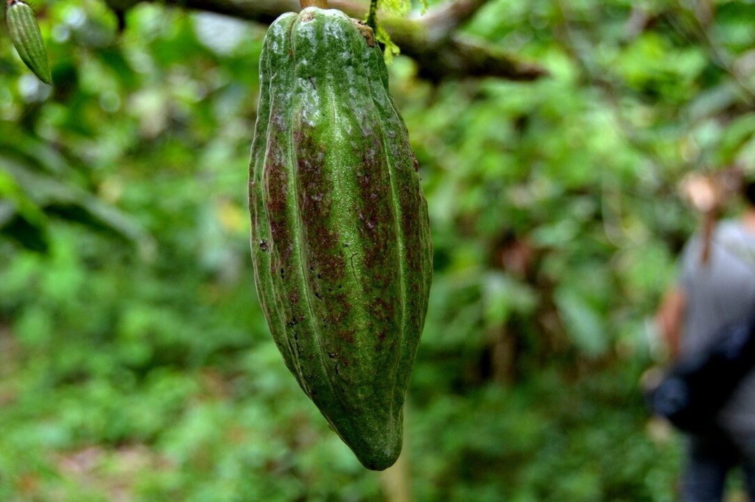 Bild 7 von 23: Cacao nacional (Arriba) wächst nur im Unterholz des ecuadorianischen Regenwalds und zählt zu den edelsten Aromakakaos der Welt. 