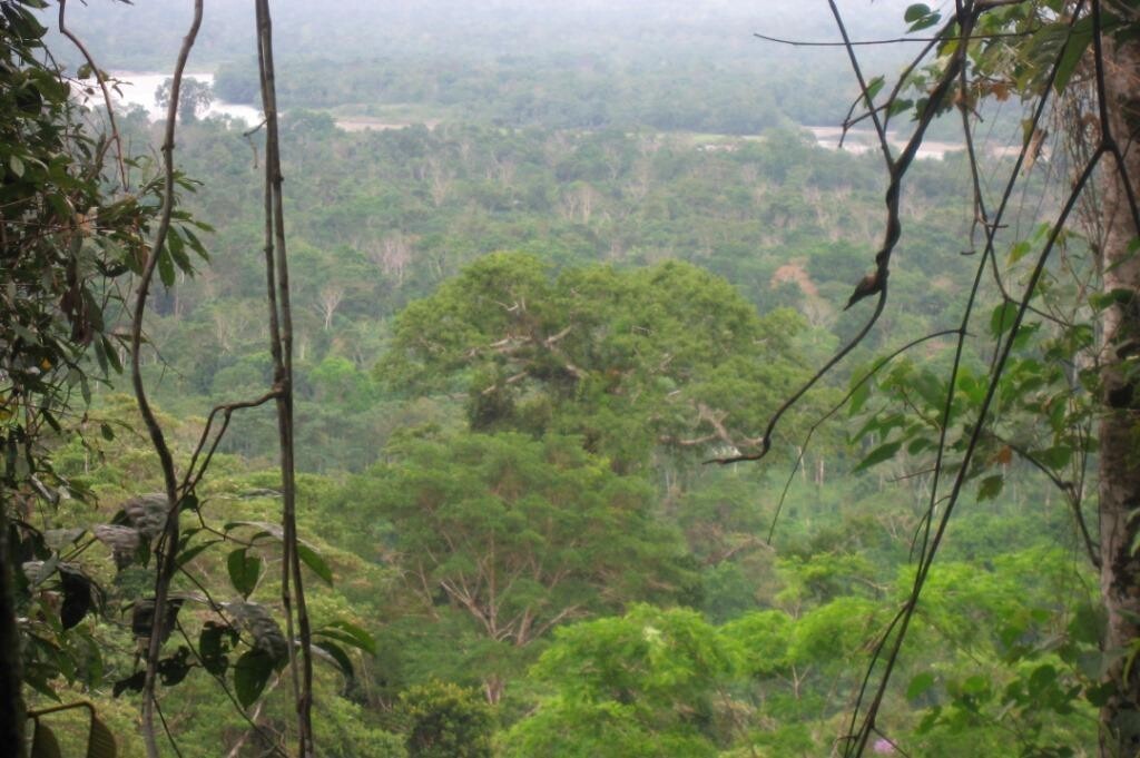 Bild 4 von 23: Typisch für tropische Regenwälder und vor allem auch für das Napo-Gebiet sind die ausserordentlich hohe Artenvielfalt bzw. Biodiversität. 
