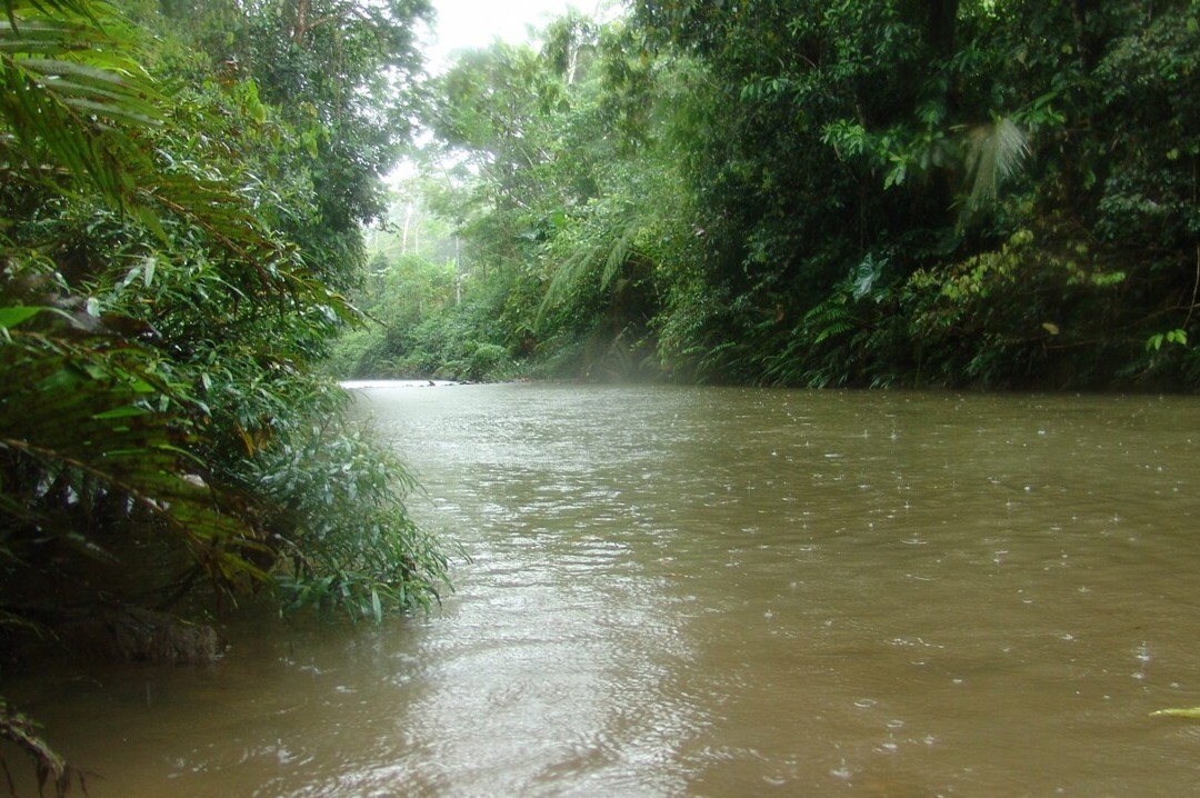 Bild 5 von 23: Die untere Napo Region repräsentiert den typischen Tiefland-Regenwald mit seinem Festland-Wald, ausgedehnten Sümpfen und Lagunen, die meist aus Armen des Rio Napos entstanden sind 
