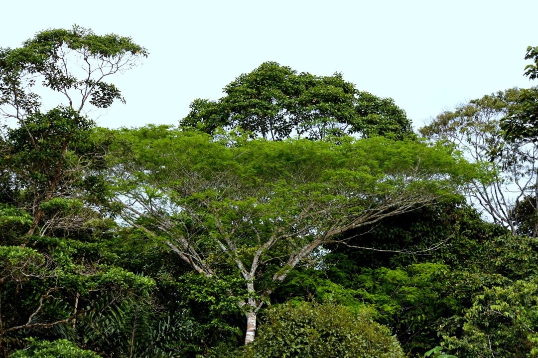 Bild 2 von 23: Typisch für tropische Regenwälder und vor allem auch für das Napo-Gebiet sind die ausserordentlich hohe Artenvielfalt bzw. Biodiversität. 