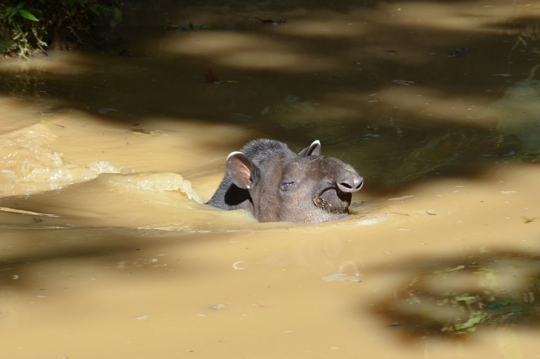 Bild 12 von 23: Tapire, Fledermäuse, Raubkatzen wie der Jaguar oder das Ozelot, verschiedene Affenarten, Tukane, Papageien, Anacondas und Kaimane gehören zu den bekanntesten Vertretern der Tierwelt im Napo.