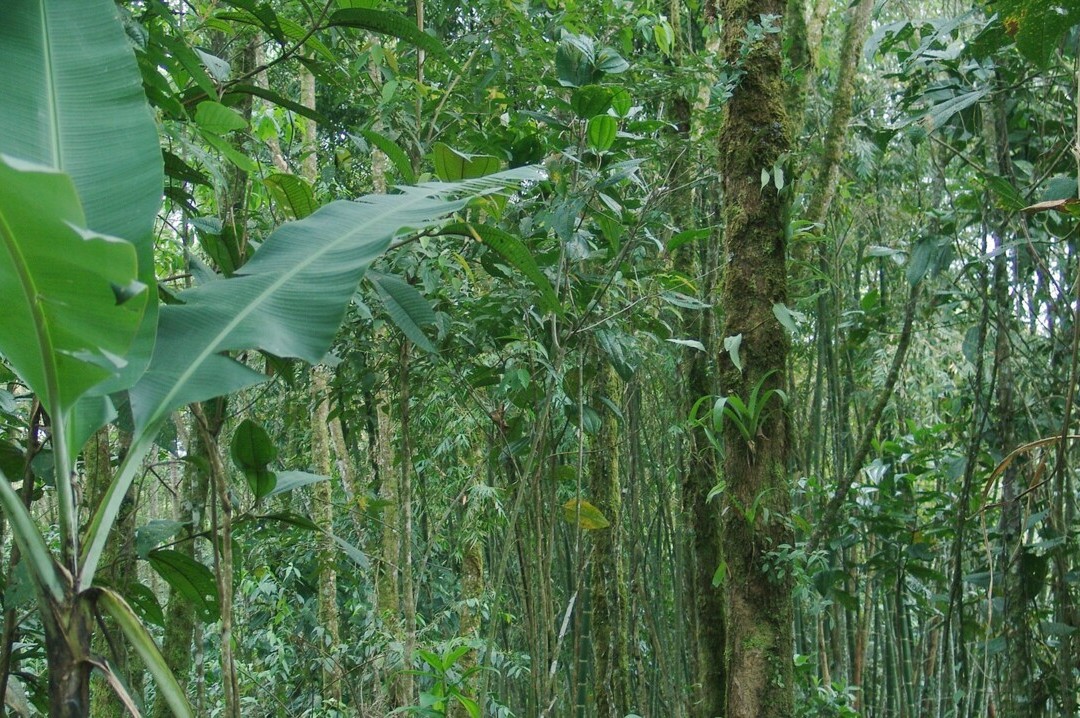 Bild 3 von 23: Typisch für tropische Regenwälder und vor allem auch für das Napo-Gebiet sind die ausserordentlich hohe Artenvielfalt bzw. Biodiversität.