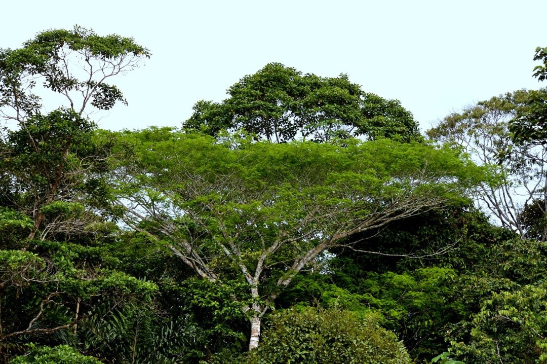 Bild 2 von 23: Typisch für tropische Regenwälder und vor allem auch für das Napo-Gebiet sind die ausserordentlich hohe Artenvielfalt bzw. Biodiversität.
