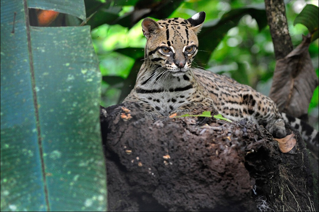 Bild 21 von 23: Tapire, Fledermäuse, Raubkatzen wie der Jaguar oder das Ozelot, verschiedene Affenarten, Tukane, Papageien, Anacondas und Kaimane gehören zu den bekanntesten Vertretern der Tierwelt im Napo.