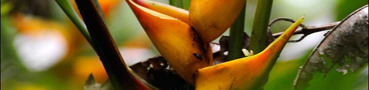 Bild 8 von 23: Eine der über 70 Bananenarten (musa)