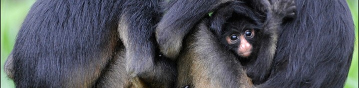 Bild 16 von 23: Tapire, Fledermäuse, Raubkatzen wie der Jaguar oder das Ozelot, verschiedene Affenarten, Tukane, Papageien, Anacondas und Kaimane gehören zu den bekanntesten Vertretern der Tierwelt im Napo.